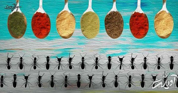 فراری دادن مورچه با طب سنتی فراری دادن مورچه